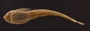 Loricaria gymnogaster 44 mmSL FMNH 55138 ventral